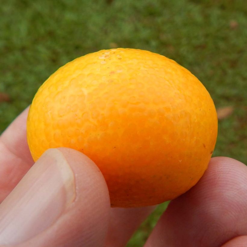 Kumquat - Citrus japonica (Harvest)