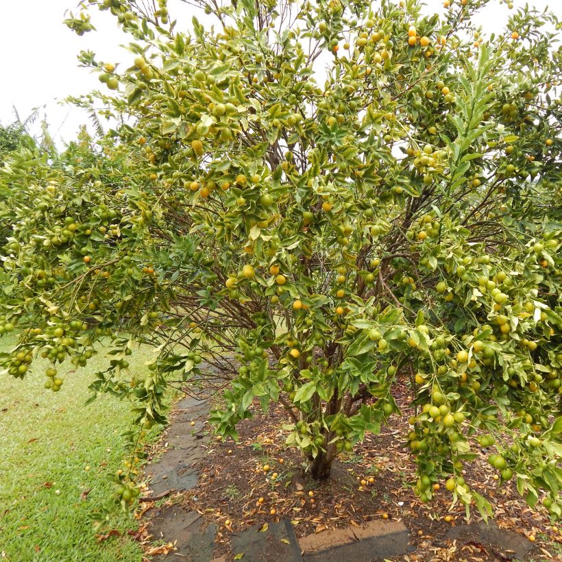 Kumquat - Citrus japonica (Plant habit)