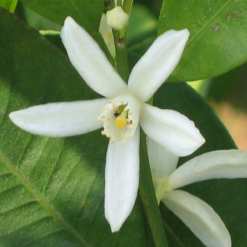 Kumquat - Fortunella margarita (Flowering)