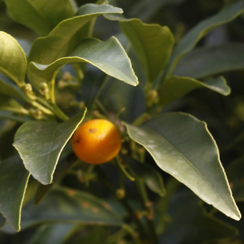 Kumquat - Fortunella margarita (Foliage)