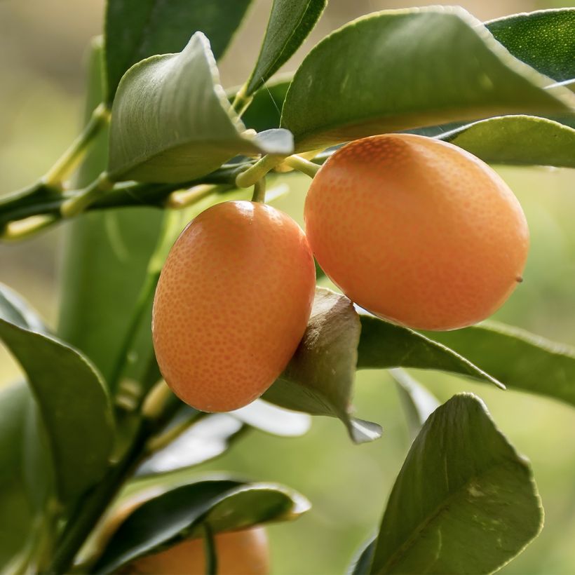 Kumquat - Fortunella margarita (Harvest)