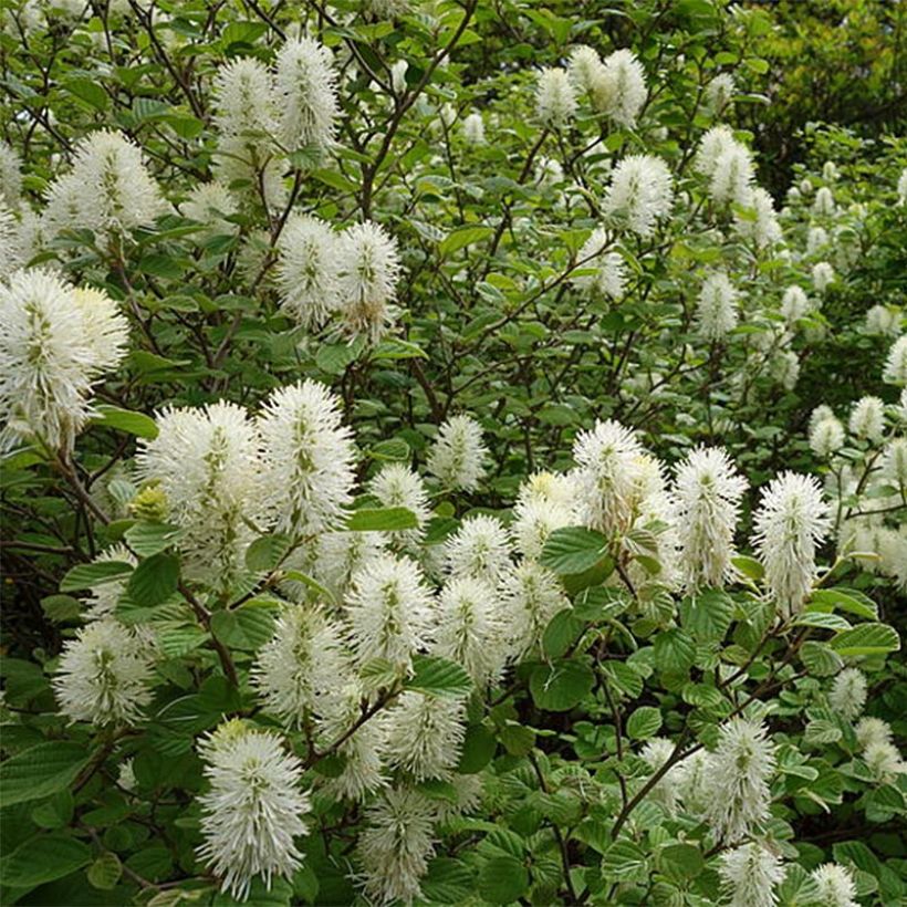 Federbuschstrauch - Fothergilla gardenii (Plant habit)
