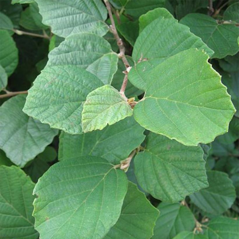 Federbuschstrauch - Fothergilla gardenii (Foliage)