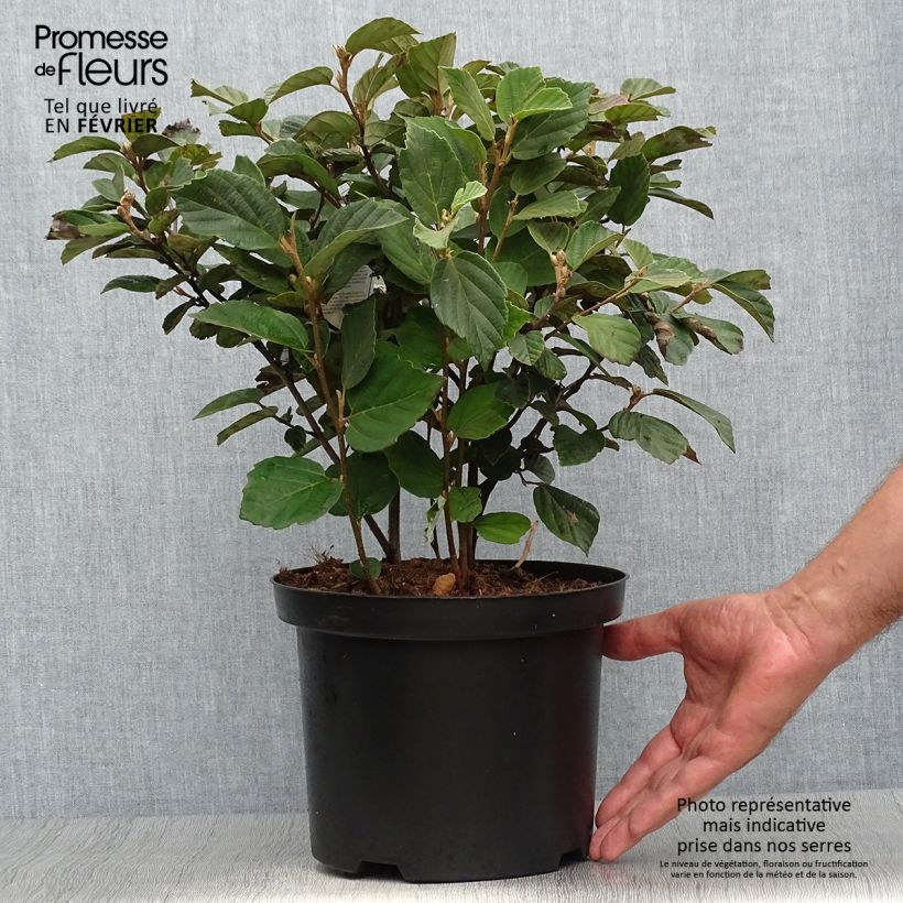 Example of Federbuschstrauch - Fothergilla gardenii Topf mit 3L/4L as you get in automne