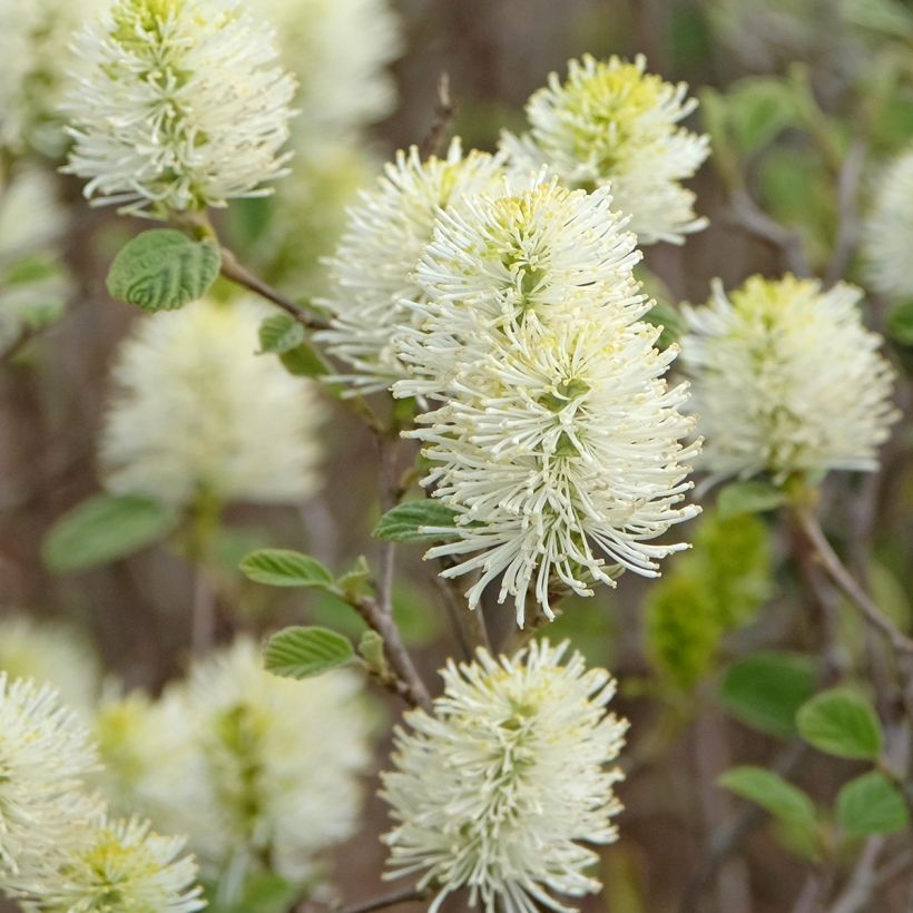 Federbuschstrauch Blue Shadow - Fothergilla intermedia (Blüte)