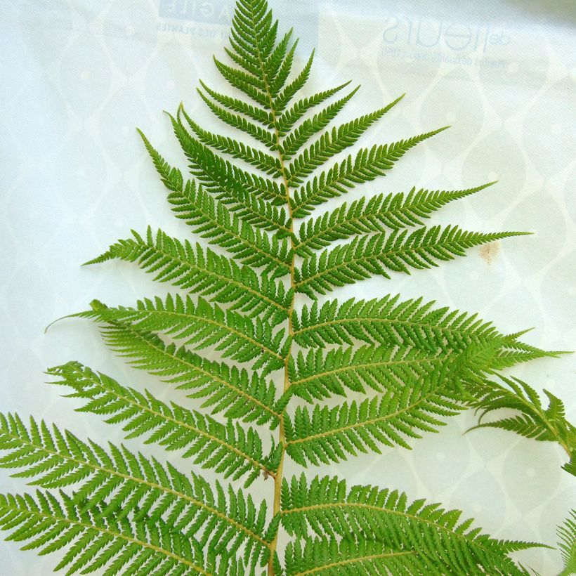 Dicksonia antarctica - Australischer Baumfarn (Foliage)
