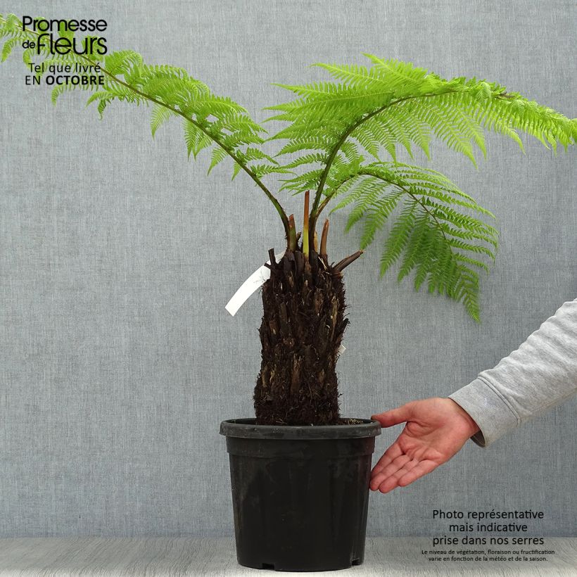 Example of Dicksonia antarctica - Australischer Baumfarn Topf mit 4L/5L as you get in automne