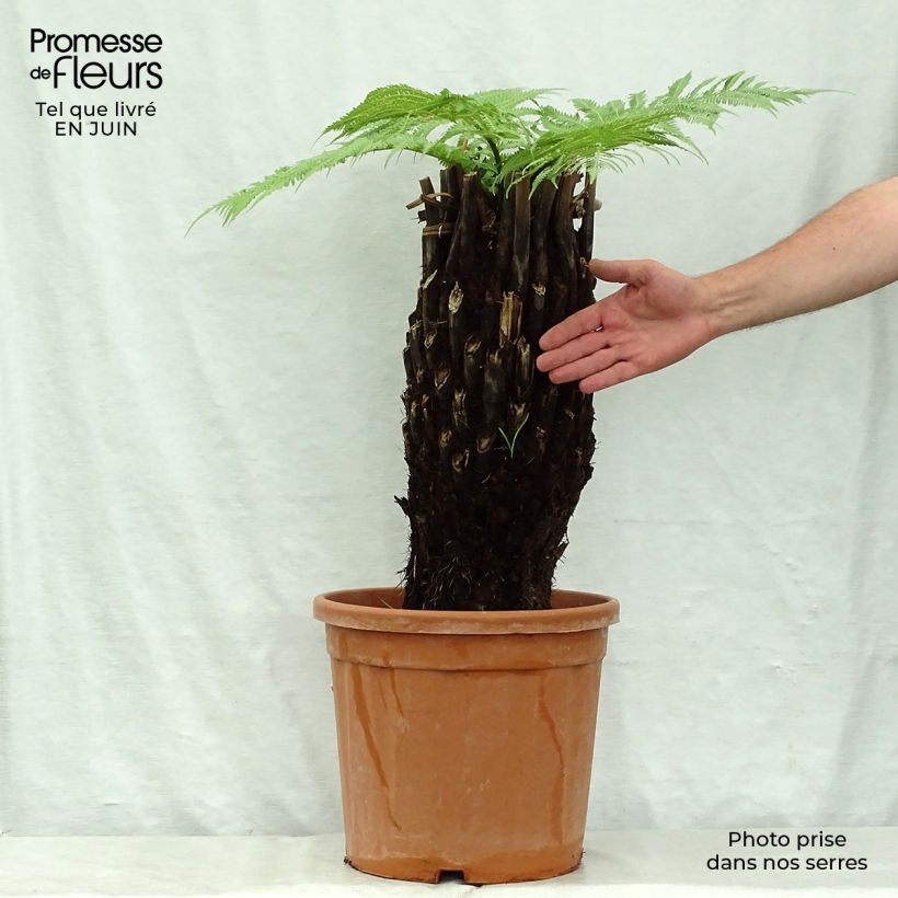 Example of Dicksonia antarctica - Australischer Baumfarn Topf mit 18L/20L as you get in ete