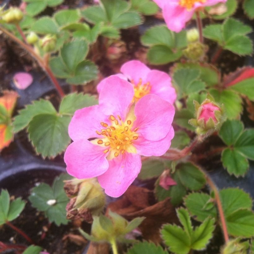 Zier-Erdbeere Pink Panda (Plant habit)