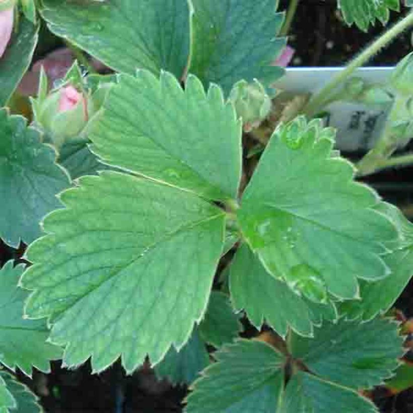 Zier-Erdbeere Pink Panda (Foliage)