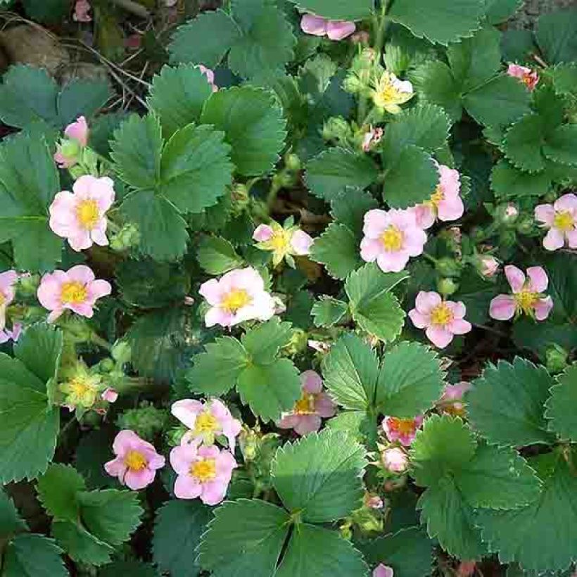 Zier-Erdbeere Pink Panda (Flowering)