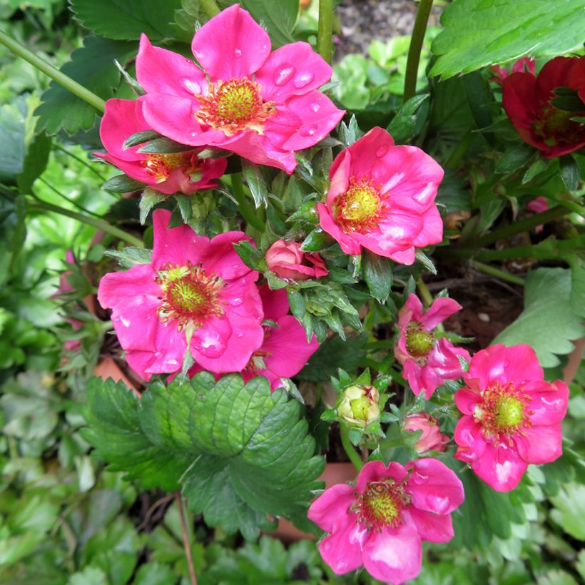 Erdbeere Strawberry Ice (Flowering)