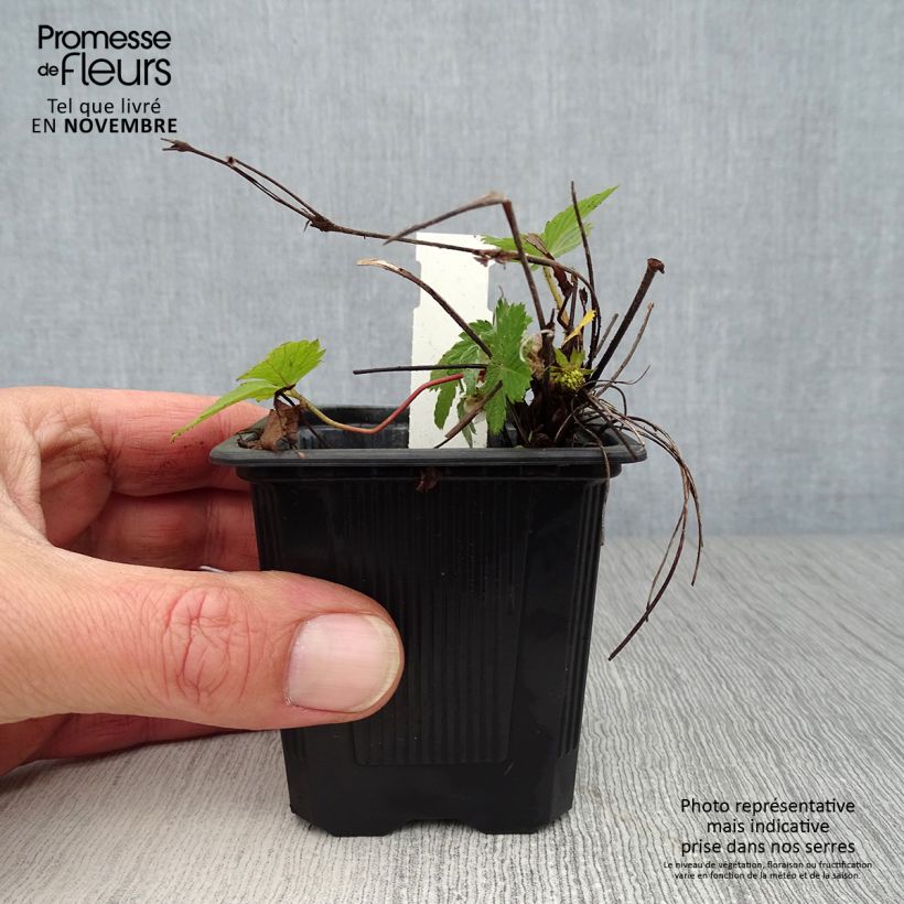 Example of Fragaria vesca - Wald-Erdbeere Kleine Töpfe von 8/9 cm as you get in automne