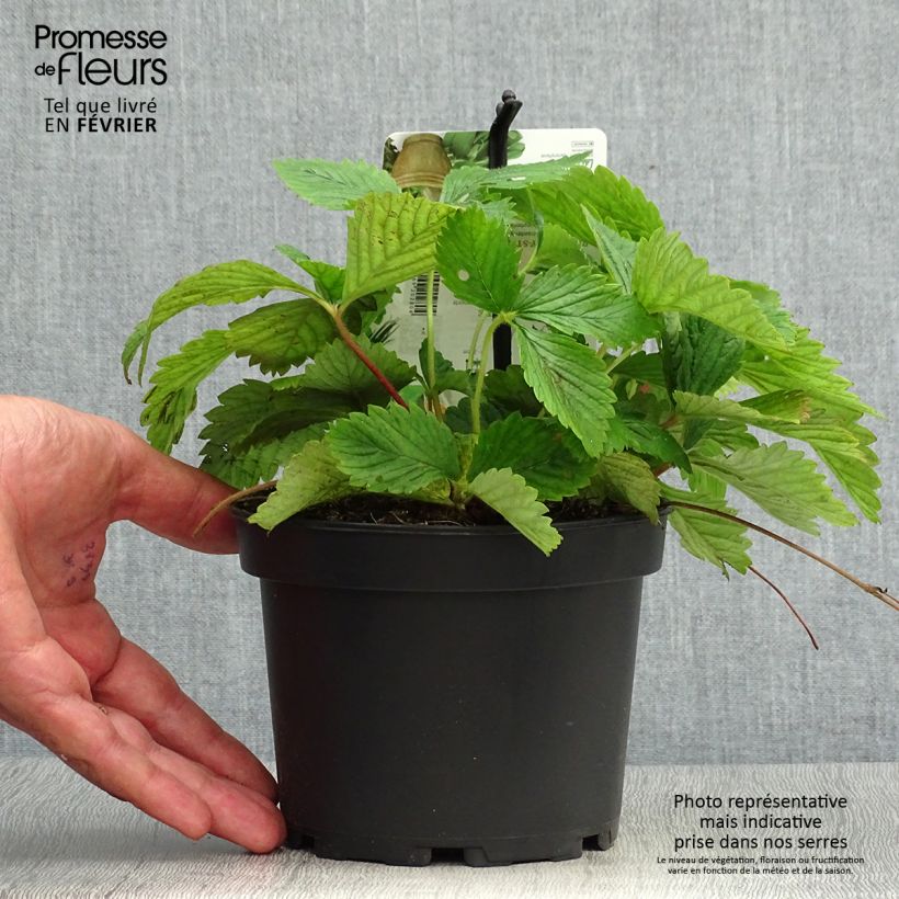 Example of Moschus-Erdbeere Topf mit 1,5L/2L as you get in automne