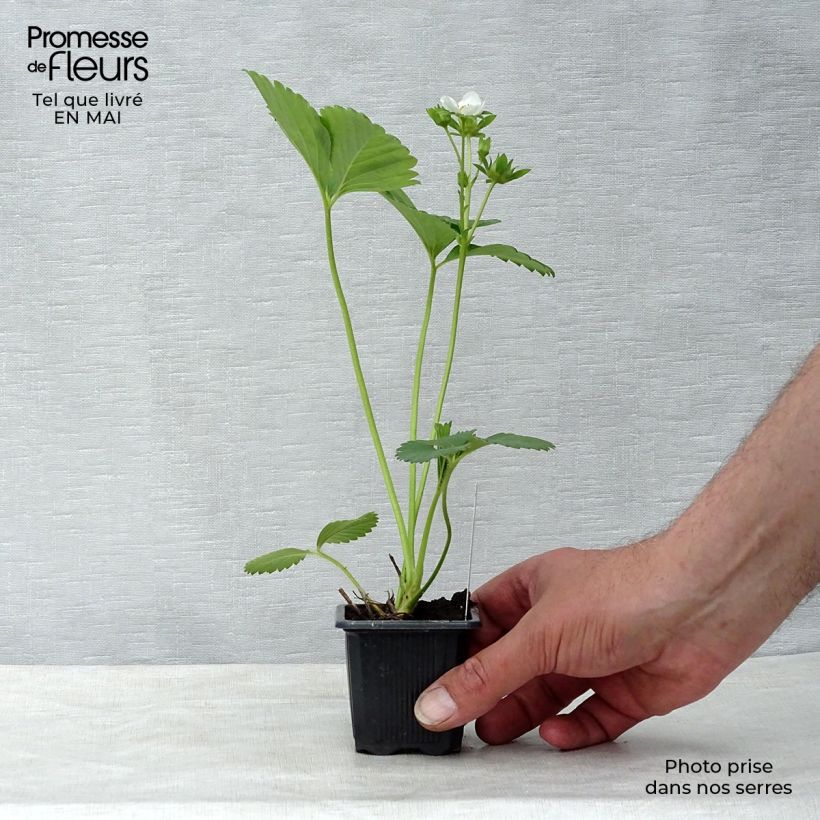 Exemplar von Erdbeere Charlotte Kleine Töpfe von 7/8 cm wie im Frühjahr geliefert