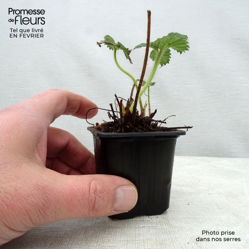 Example of Erdbeere Cherry Berry Kleine Töpfe von 7/8 cm as you get in hiver