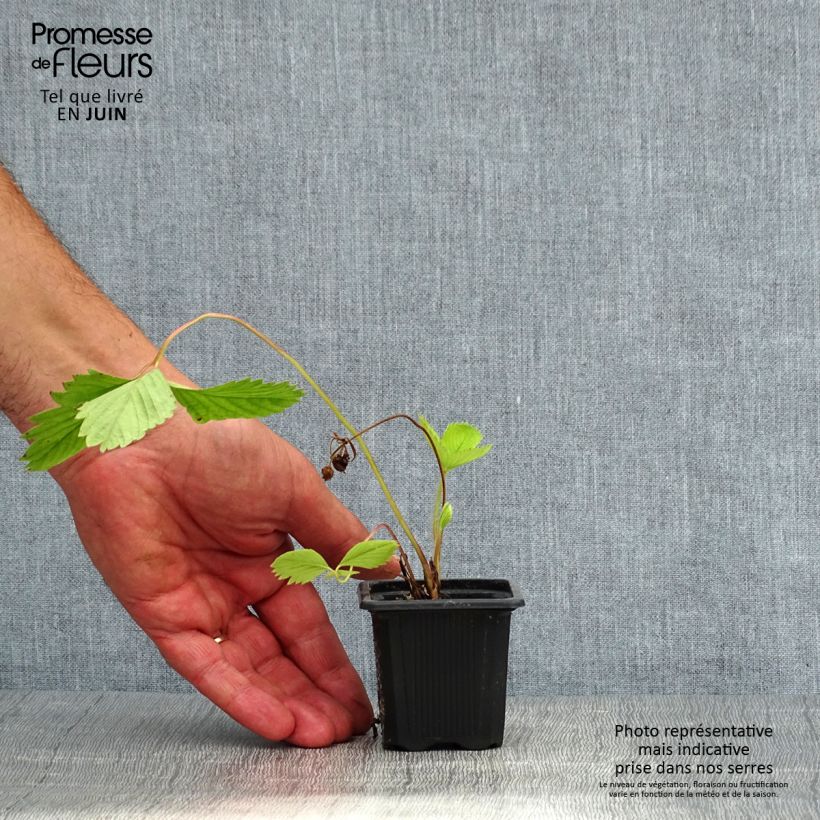 Exemplar von Erdbeere Ciflorette Kleine Töpfe von 7/8 cm wie im Sommer geliefert