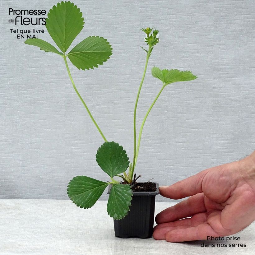 Exemplar von Erdbeere Ciflorette Kleine Töpfe von 7/8 cm wie im Frühjahr geliefert