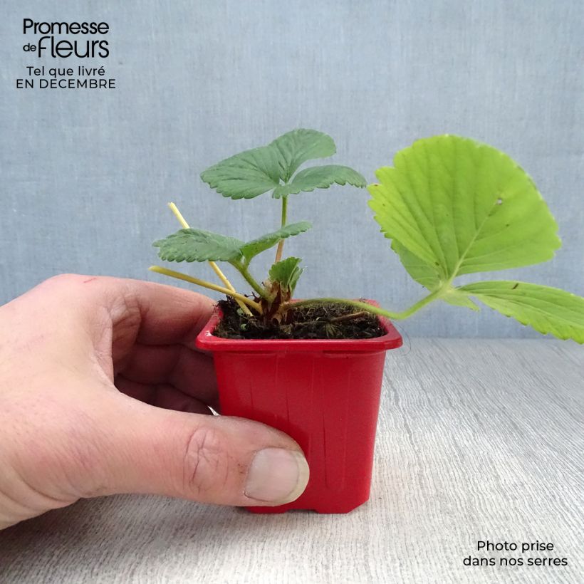 Exemplar von Erdbeere Cijosée Kleine Töpfe von 7/8 cm wie im Winter geliefert