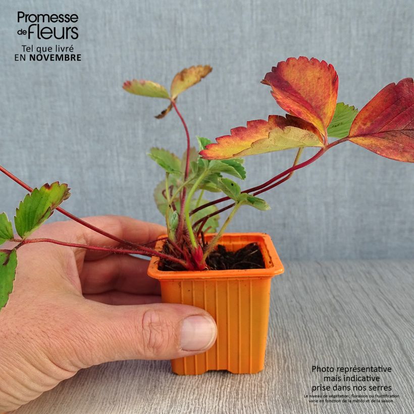 Example of Erdbeere Cirafine Kleine Töpfe von 7/8 cm as you get in automne