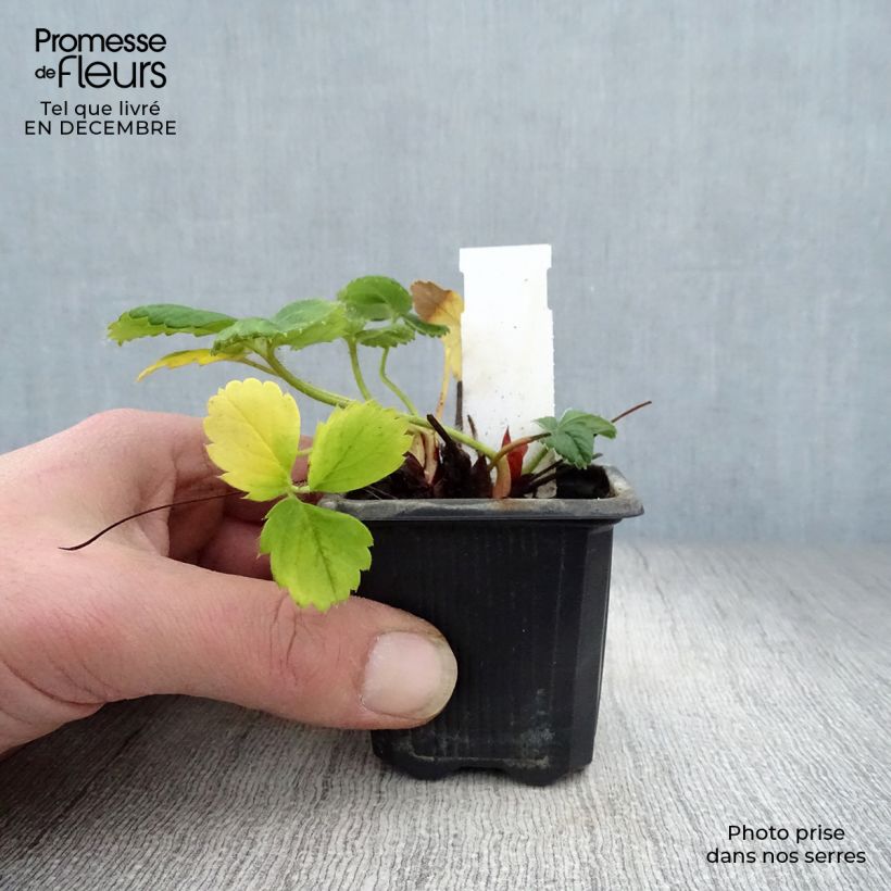 Example of Erdbeere Gento Kleine Töpfe von 7/8 cm as you get in hiver