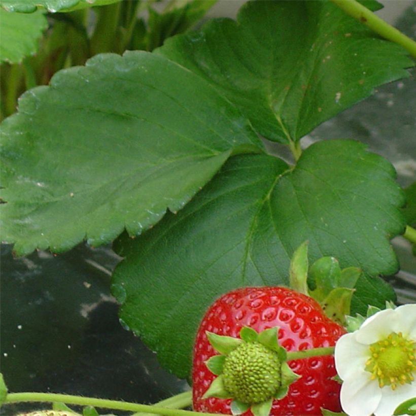 Erdbeere Maestro (Foliage)