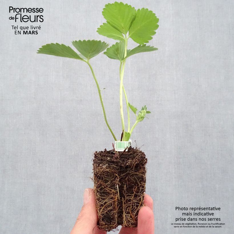 Example of Erdbeere Mariguette Bio Plug 5 cm x 7 cm as you get in printemps