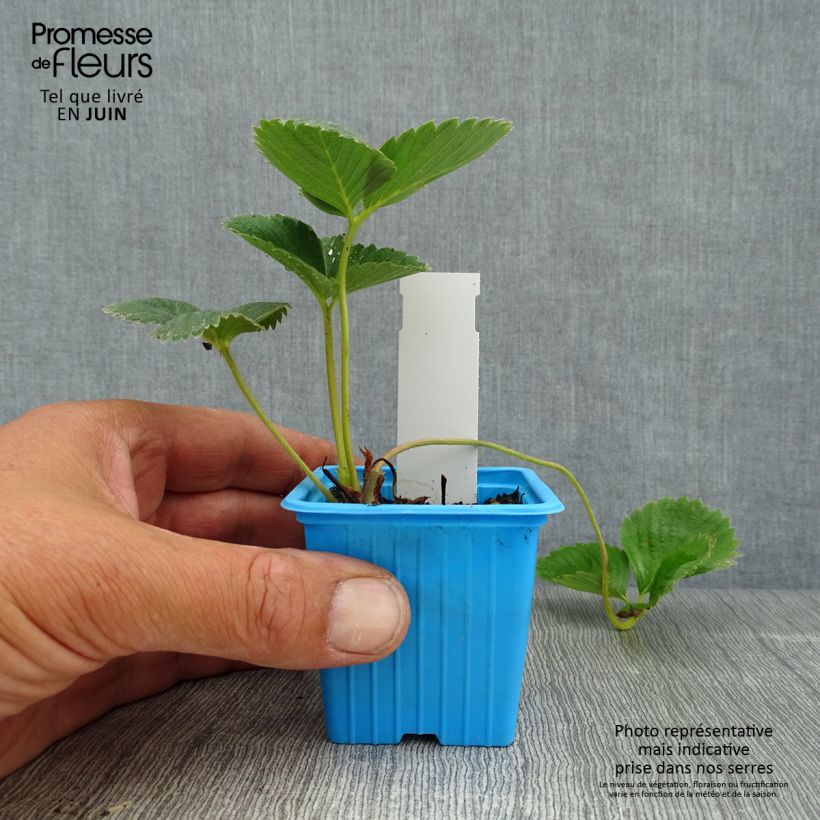 Exemplar von Erdbeere Mariguette Kleine Töpfe von 7/8 cm wie im Sommer geliefert