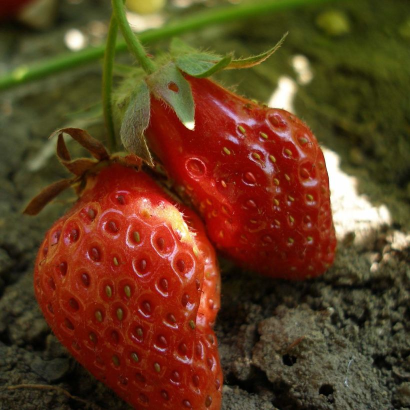 Erdbeere Rubis des Jardins Bio (Harvest)