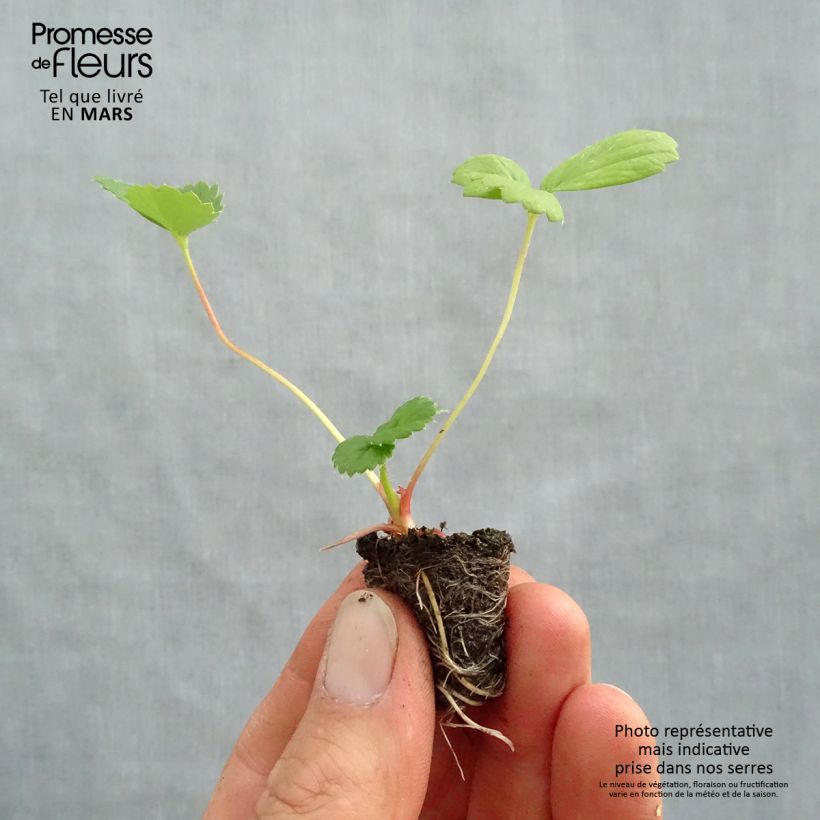 Example of Erdbeere Toscana Deep Rose F1 Mini-Plug Ø 3/4 cm as you get in printemps