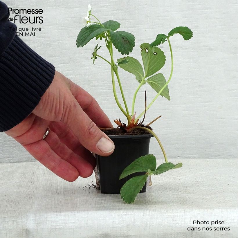 Exemplar von Erdbeere White Pineberry Kleine Töpfe von 8/9 cm wie im Frühjahr geliefert