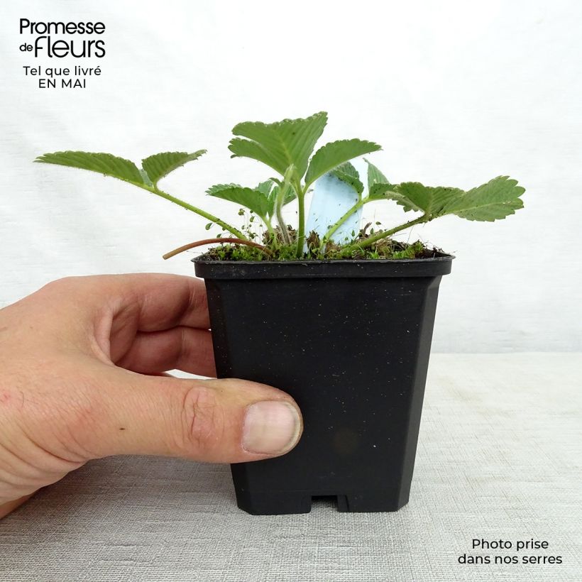 Exemplar von Fragaria nubicola Mont Omei - Himalaya-Erdbeere Kleine Töpfe von 8/9 cm wie im Frühjahr geliefert