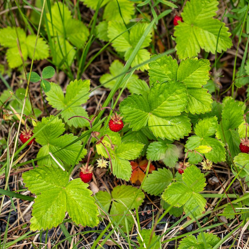 Wald-Erdbeere (Plant habit)