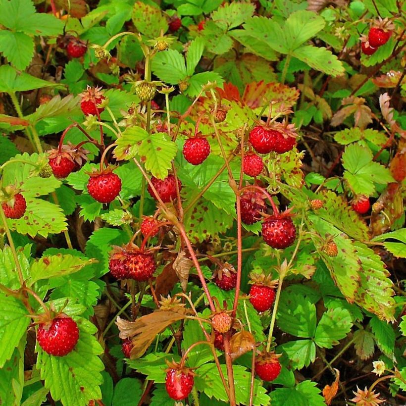 Fragaria vesca Bio - Wald-Erdbeere (Harvest)