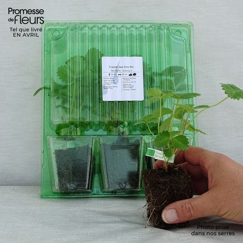 Example of Fragaria vesca Bio - Wald-Erdbeere Plug 5 cm x 7 cm as you get in printemps