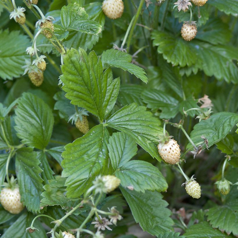 Erdbeer Yellow Wonder (Foliage)