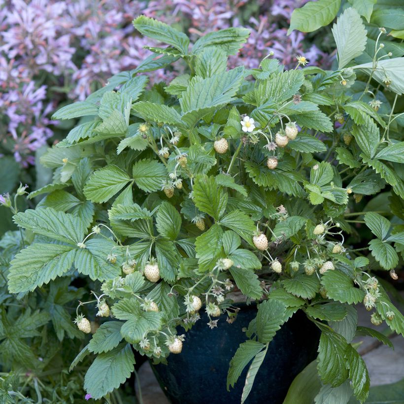 Erdbeer Yellow Wonder (Plant habit)