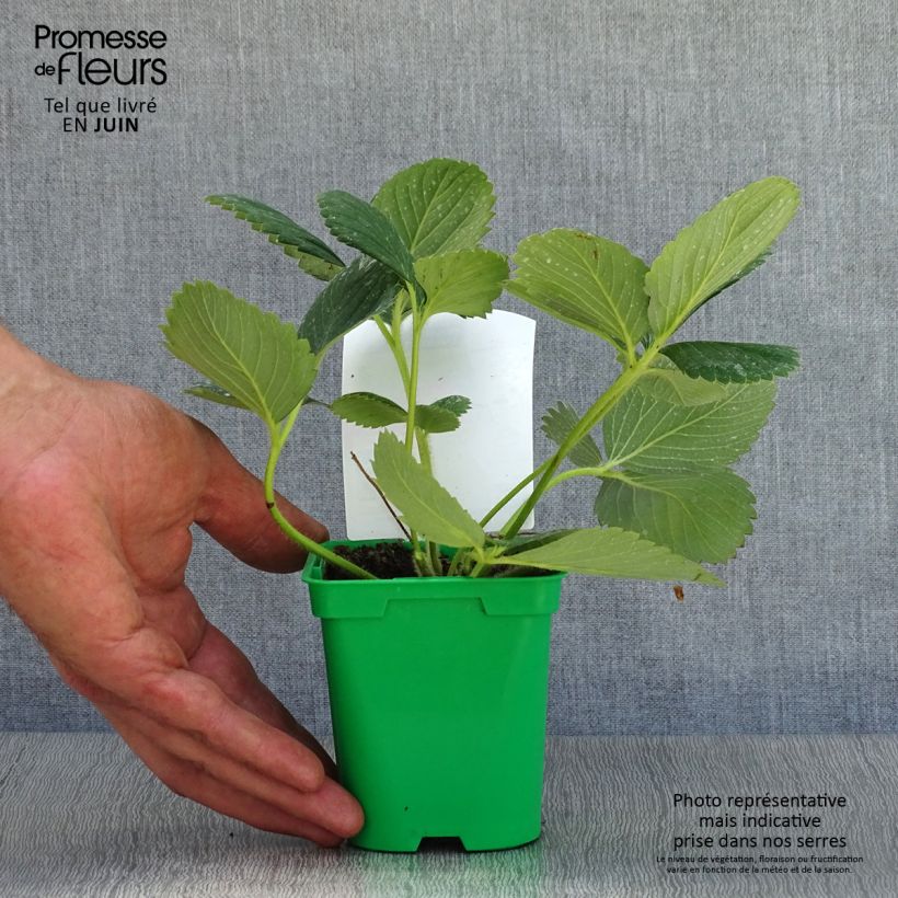 Example of Erdbeere Mount Everest Topf 10 cm/11cm as you get in ete