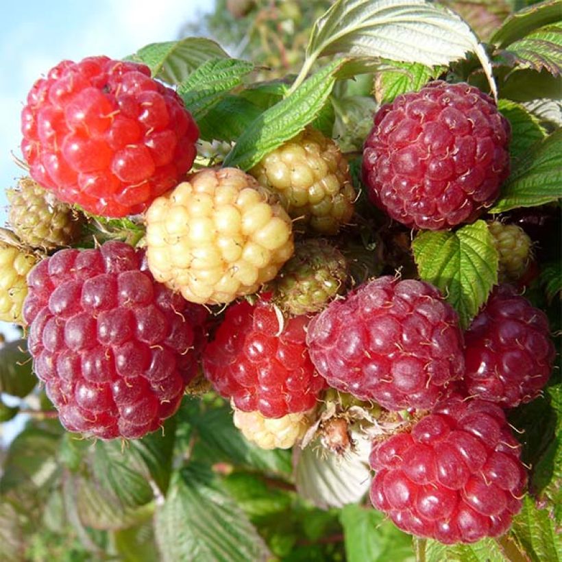 Himbeere Aroma Queen (Harvest)