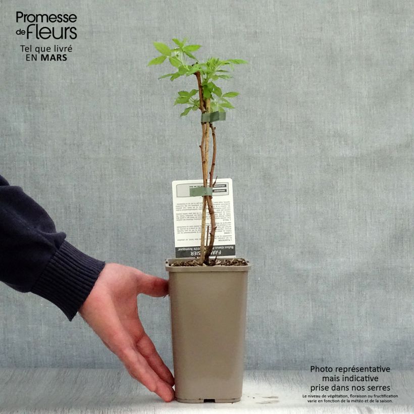 Exemplar von Himbeere Aroma Queen Topf mit 1,5L/2L, Strauch/Busch, mehrstämmig wie im Frühjahr geliefert