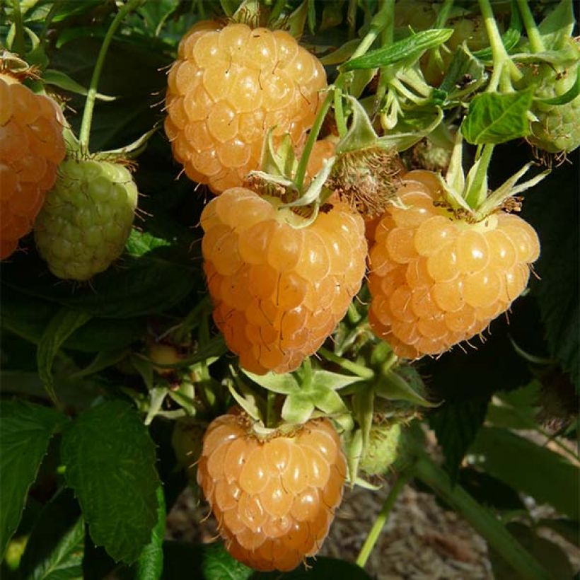 Himbeere Autumn Amber (Harvest)