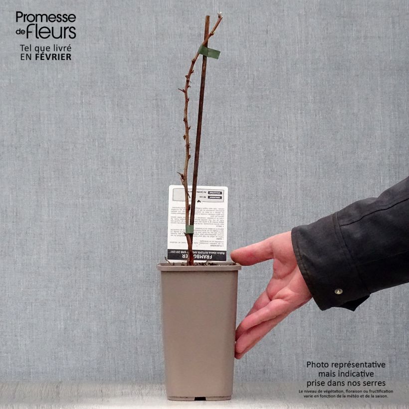 Exemplar von Himbeere Autumn Amber Topf mit 1,5L/2L, Strauch/Busch, mehrstämmig wie im Winter geliefert