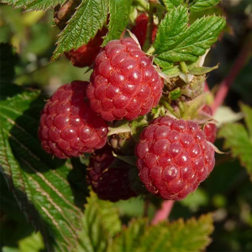 Himbeere Autumn First (Harvest)