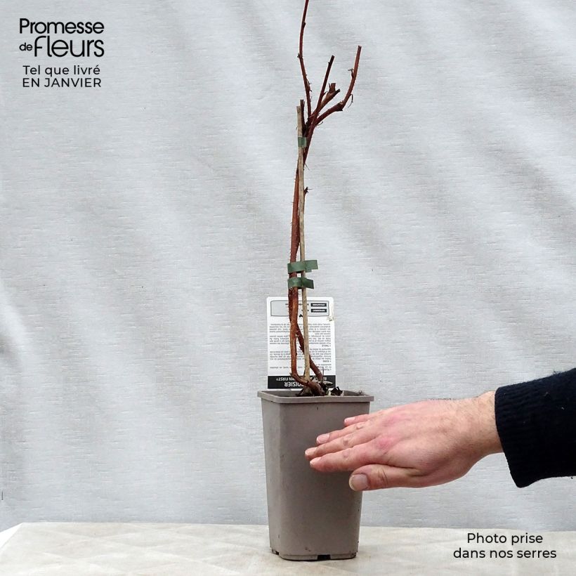 Exemplar von Himbeere Autumn First Topf mit 1,5L/2L, Strauch/Busch, mehrstämmig wie im Winter geliefert