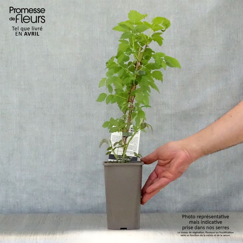 Exemplar von Schwarze Himbeere Black Jewel - Rubus occidentalis Topf mit 1,5L/2L, Strauch/Busch, mehrstämmig wie im Frühjahr geliefert