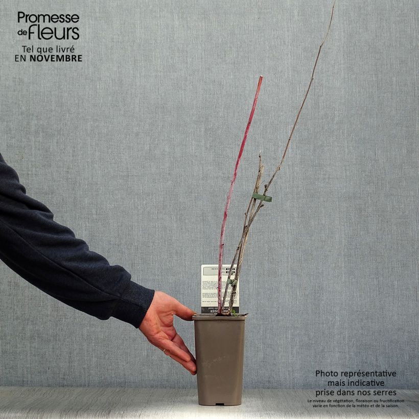 Example of Schwarze Himbeere Black Jewel - Rubus occidentalis Topf mit 1,5L/2L, Strauch/Busch, mehrstämmig as you get in automne