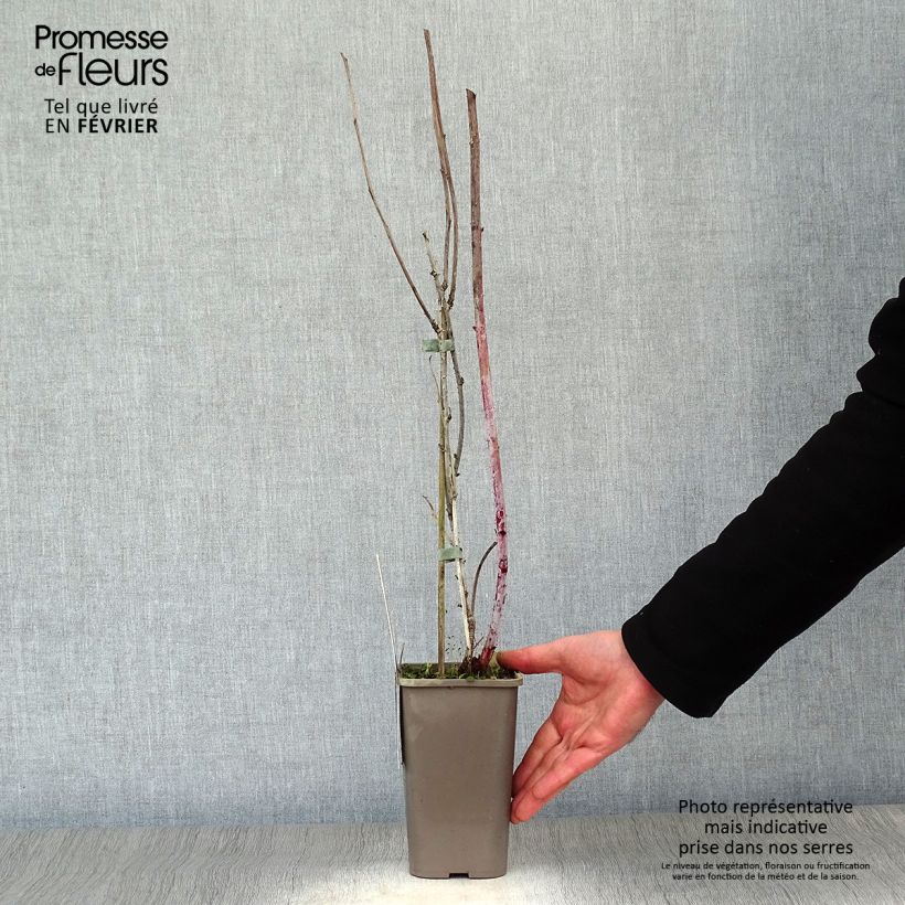 Exemplar von Schwarze Himbeere Black Jewel - Rubus occidentalis Topf mit 1,5L/2L, Strauch/Busch, mehrstämmig wie im Winter geliefert