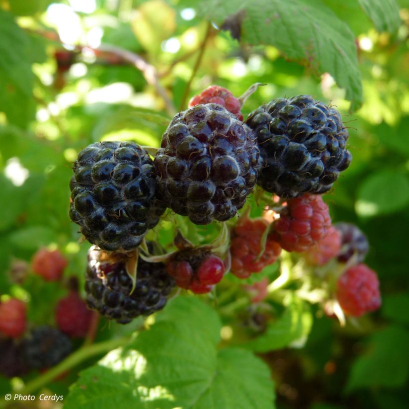 Schwarze Himbeere Black Jewel Bio - Rubus occidentalis (Harvest)