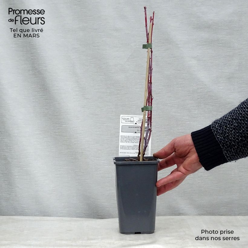 Exemplar von Schwarze Himbeere Black Jewel Bio - Rubus occidentalis Topf mit 1,5L/2L, Strauch/Busch, mehrstämmig wie im Frühjahr geliefert