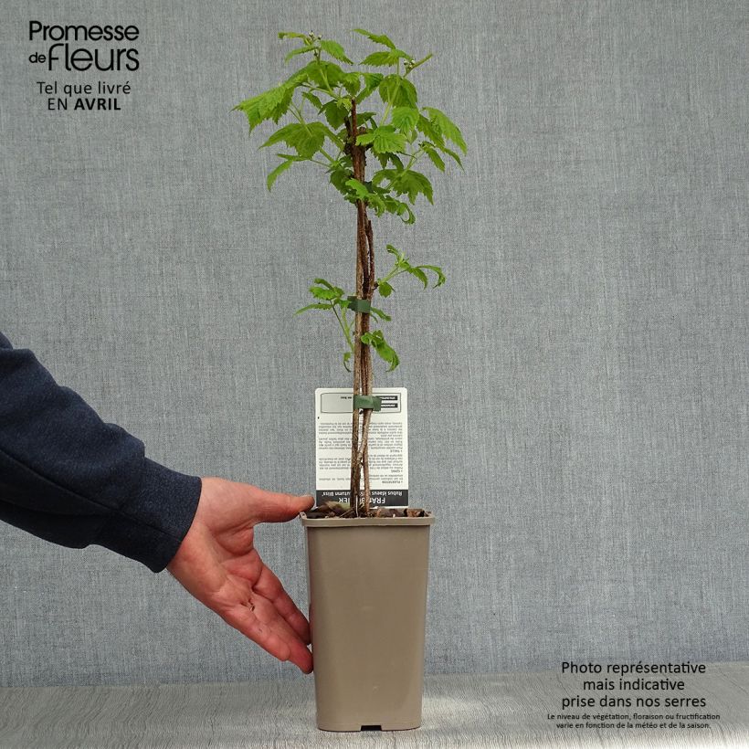 Exemplar von Himbeere Blissy Topf mit 1,5L/2L, Strauch/Busch, mehrstämmig wie im Frühjahr geliefert